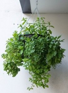 self watering hanging baskets Mint Hanging Basket, Raised Gardens, Plant Watering System, Vegetables For Babies, Arizona Gardening, Medical Herbs, Plant Watering, Herb Gardening, Mint Plants