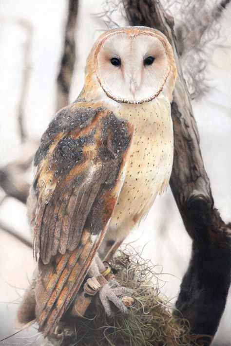 "Genuine archival wildlife art limited edition reproduction (unframed) of an original pastel and colour pencil drawing \"North American Barn Owl\". Strictly limited to a maximum of 100 prints and one Artist's Proof, each using archival, environmentally friendly Hahnemühle Bamboo paper. 10% of profits from the original and prints is donated to the Barn Owl Trust. Since 2022 (the year the piece was completed) and as at August 2023, this figure has reached £78! Photo reference: Sandra Young. The mi Barn Owl Drawing, Pastel Pencil Drawing, Barn Owl Art, Family Portrait Drawing, Crayons Pastel, American Barn, Owl Art Print, Barred Owl, Owls Drawing