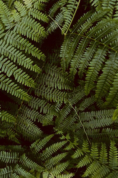 Fern Tree Wallpaper, Fern Aesthetic Wallpaper, Fern Green Aesthetic, Ferns Aesthetic, Fern Background, Ferns Wallpaper, Fern Photography, Fern House, 2025 Prayer