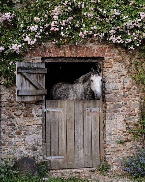 Dream Stables, Dream Horse Barns, Farm Lifestyle, Stables Design, Dream Barn, Beautiful Horse, Countryside House, Horse Stables, Equestrian Life