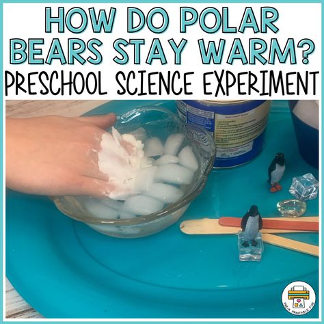 How Do Polar Bears Stay Warm Preschool Science Experiment - Pre-K Printable Fun Polar Bear Science Preschool, Polar Bear Science Experiment, Artic Science Experiments For Kids, Polar Bear Activity Preschool, Polar Bear Polar Bear What Do You See, Hibernation Preschool Activities Science, Bear Science Preschool, Polar Bear Activities For Toddlers, Polar Bear Preschool Activities