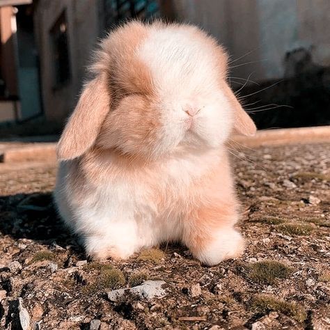 Holland Lop Bunnies Colors, Holland Lop Bunnies Aesthetic, Lop Bunny Aesthetic, American Fuzzy Lop Bunny, Cute Holland Lop Bunnies, Cute Bunny Aesthetic, Bunny Holland Lop, Mini Lop Bunny, Bunny Colors