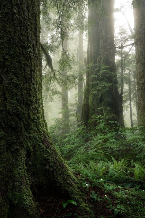 West Vancouver, Redwood Forest, Cedar Trees, Old Trees, National Photography, Vancouver British Columbia, Perfect Weather, Western Red Cedar, Red Cedar