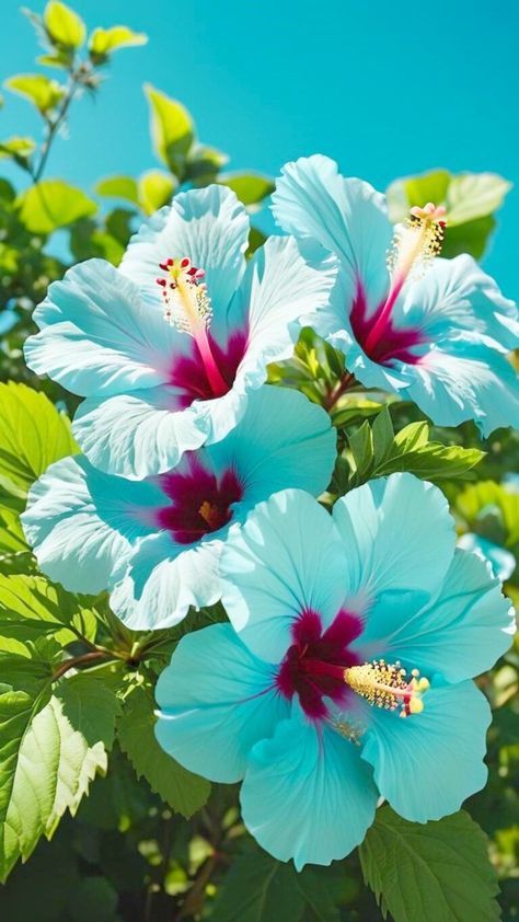 At Home Skincare, Skin Home Remedies, Skin Care At Home, Hawaiian Plants, Pretty Flowers Pictures, Skin Care Home Remedies, Waterfall Wallpaper, Blue Hibiscus, Beautiful Flowers Photography