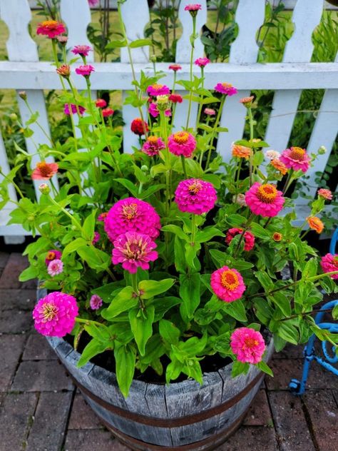 Follow along as Shiplap and Shells shows you which flowers bloomed in the cottage-style garden and cut flower garden in late June and early July. Growing Zinnias, Summer Flower Garden, Flowers In Pots, Zinnia Garden, Summer Flowers Garden, Seed Starting Mix, Zinnia Flowers, Cut Flower Garden, Garden Containers