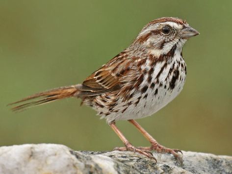 Tattoo Animals, Sparrow Art, Animals Tattoo, Song Sparrow, Photography Animals, Bird Quotes, Birds Photography, Sparrow Bird, Bird Wallpaper