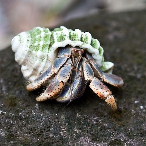 Funny Animals Pics, Funny Animal Art, Hermit Crab Shells, Crab Art, Crab Shells, Hermit Crabs, Beautiful Sea Creatures, Hermit Crab, Art Funny