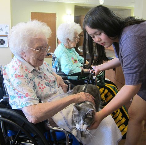 Therapy Cat, 3 Cats, Therapy Animals, Kinds Of Cats, Best Friends For Life, Senior Care, Cat Photo, 25 Years, Get Started