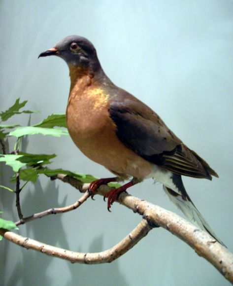 100 Recently Extinct Animals: 10 Recently Extinct Birds Passenger Pigeon Extinct, Passenger Pigeon, Extinct Birds, Pigeon Pictures, 10 Animals, Cincinnati Zoo, Royal Ontario Museum, William Ellis, Common Birds