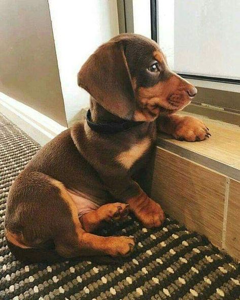 Dachshund Breed, Dachshund Funny, Söt Katt, Long Haired Dachshund, Weenie Dogs, Dachshund Puppies, Dachshund Lovers, Dachshund Puppy, Weiner Dog