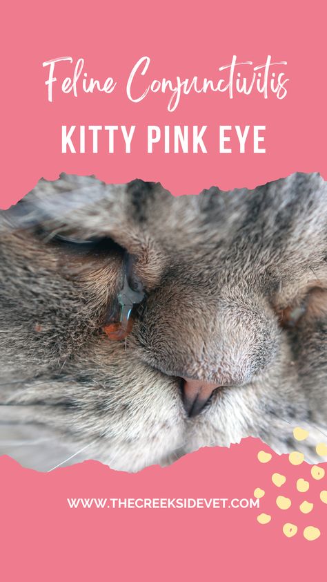 Pink eye—just the term is enough to make you cringe, right? Whether it’s in humans or our cats, pink eye, or conjunctivitis, is the worst. As veterinarians, we want to make you aware of what to look out for so we can nip this painful and inconvenient cat illness in the bud. We know you love your kitty so we’ve rounded up some relevant facts about this condition and shared them below. Kitten Eye Infection, Cat Eye Problems, Treating Pink Eye, Cat Eye Infection, Eye Medicine, To Improve Eyesight, Pinkeye Remedies, Cat Medicine, Cats Pink