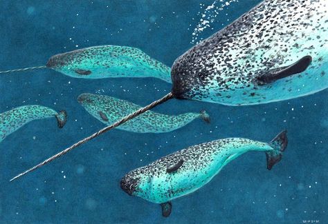 narwhal Narwhal Photo, Narwhal Painting, Narwhal Pictures, Narwhal Art, Sea Spirit, Winter Arc, Water Creatures, Casual Art, Aquatic Life