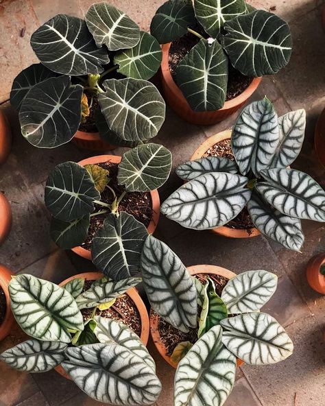 Goth Plants, Alocasia Silver Dragon, Small Shop Design, Alocasia Black Velvet, Alocasia Plant, Tropical Garden Design, Plant Room, Plant Fungus, Green Magic