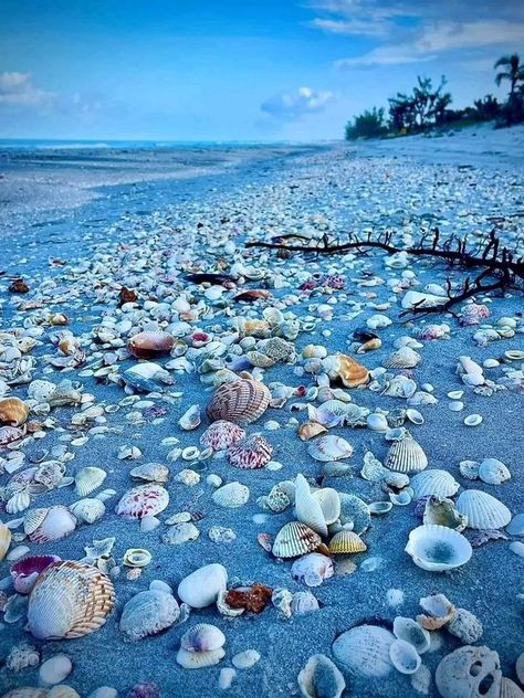 Sanibel Island Florida | Wow amazing sanibel island seashells love this view 💗🐚🏝️ | Facebook Sanibel Island Beaches, Antiques Road Trip, Treasure Island Florida, Captiva Island Florida, Sanibel Island Florida, Ocean Treasures, Captiva Island, Sunset Background, Sanibel Island