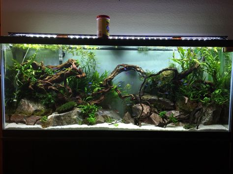 Have You ever seen a nice looking 55 gallon? - Page 2 - The Planted Tank Forum Coral Aquarium, Bedroom Budget, Farmhouse Hacks, Houses Bedroom, Amazing Aquariums, Boho Kitchens, Cool Fish Tanks, Fish Tank Design, Tropical Fish Tanks