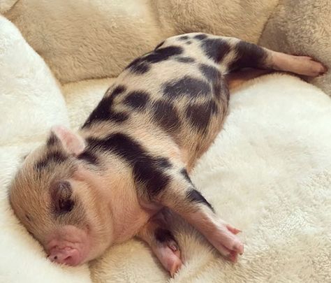 Tea Cup Pigs, Tea Cup Pig, Pigs Cute, Miniature Goats, Dream Pet, Teacup Pigs, Small Pigs, Cute Piglets