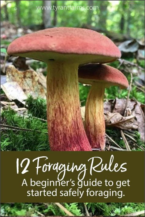 Want to learn how to forage wild foods? Our beginner's guide to foraging provides 12 rules and loads of helpful tips to get you started! #tyrantfarms #foraging #foragingtips #foragingguide #ediblewildplants #ediblewildmushrooms Foraging Mushrooms For Beginners, How To Forage, Appalachian Foraging, Pennsylvania Foraging, Foraging For Beginners Midwest, Midwest Foraging, Pnw Foraging, Herb Foraging, Foraging Aesthetic