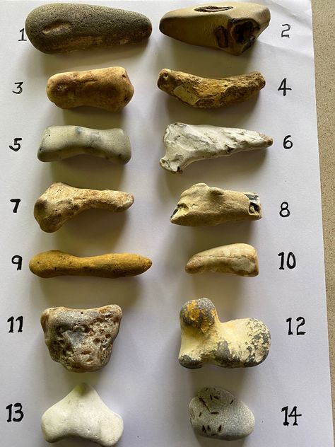 Distinguishing stones from fossils for the newbie - Discuss Fossils Paleo Indians Artifacts, Ancient Artifacts Archaeology, Rock Identification Pictures, Artifact Hunting, Arizona Rocks, Ancient Artifacts Prehistoric, Collecting Rocks, Stone Age Tools, Arizona Mountains