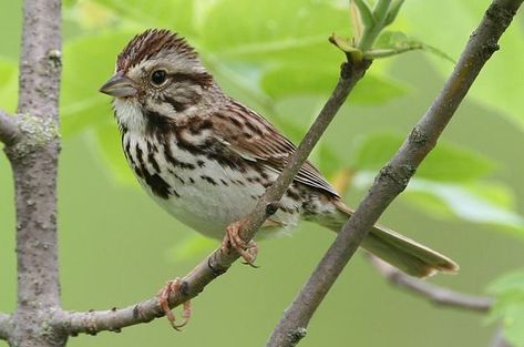 Nature Notebook, Summer Insects, List Of Birds, Song Sparrow, Song Birds, House Sparrow, Sparrow Bird, Brown Bird, Life List