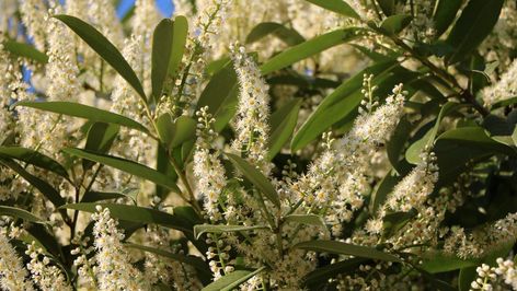 Skip Laurel Hedge, Schip Laurel, Cherry Laurel Hedge, Skip Laurel, English Laurel, Hedges Landscaping, Laurel Shrub, Laurel Hedge, Lake Landscaping