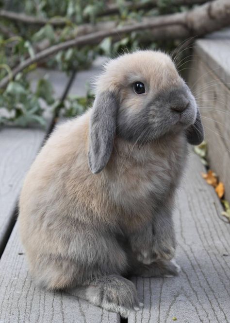 Floppy Eared Bunny by Lambieb123 Lop Bunnies, Floppy Eared Bunny, Pet Bunny Rabbits, Cute Bunny Pictures, Holland Lop, Baby Animals Pictures, Pet Bunny, Bunny Pictures