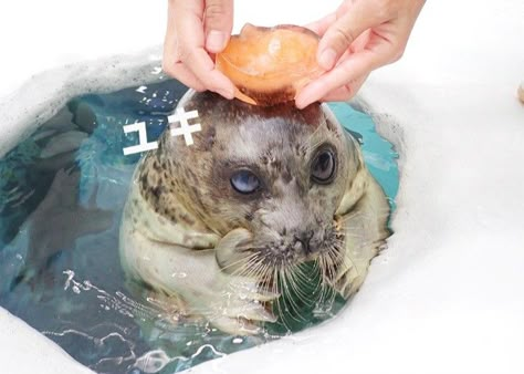 Elephant Seal, Cute Seals, A Seal, Fandom Funny, Sugar Glider, Sea Lion, Cutest Thing Ever, Wholesome Memes, Guinea Pigs