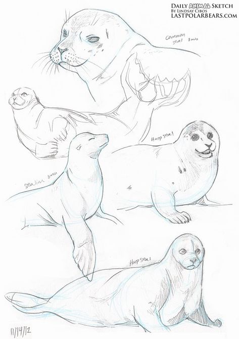 Sea Lion Art, Lion Sketch, Animal Sketch, Lion Drawing, Animal Reference, Australia Animals, Animal Sketches, Polar Bears, Sea Lion