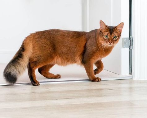 Somali cat looks kinda like a fox Somali Cat, Cat Anatomy, Tonkinese, Cat Reference, Söt Katt, Exotic Cats, Abyssinian Cats, Gorgeous Cats, Cat Pose