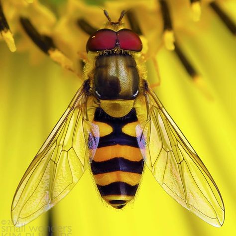 Hoverfly fly . Hoverfly, June Bug, Arachnids, Wasp, Belleza Natural, Basement, Bugs, Insects, Bee