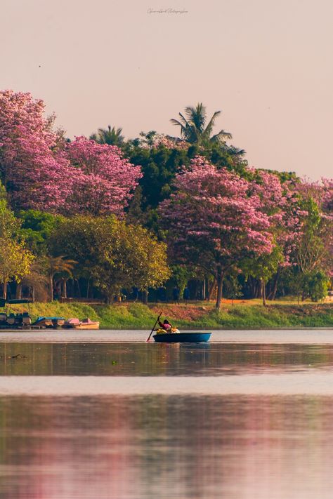 Beauty of Bangalore Cherry Blossom Bangalore, Bangalore Aesthetic, Bengaluru City, Tabebuia Rosea, Indian Spring, Bangalore City, Indian Photoshoot, Pink Blossom, Spring Season