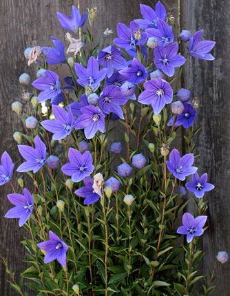 baloon flower platycodon_grandiflorus_ Platycodon Grandiflorus, Root Plants, Blue And Purple Flowers, Blue Balloon, Purple Garden, Evergreen Plants, Summer Plants, Wildflower Garden, Balloon Flowers