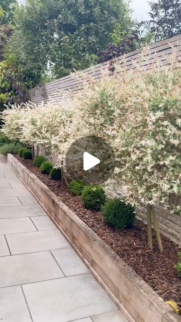 Sophie Higgs on Instagram: "SALIX TREES🌿🩷 My favourite trees in our garden are our Salix Flamingo Trees, it’s amazing how quickly they grow and they were such a bargain for £15!  From tiny little twigs to full foliage in only a couple of years. We’ve had ours for four years now and they’ve grown so big! In spring the leaves are pale pink, white and green, with the pink fading to white as the summer starts - they look so beautiful.  I’m carrying on with the panelling today in Darcie’s bedroom, thanks for your help on my stories with the paint colour ☺️  Have a lovely Sunday Sophie 😘  #flamingotree #trees #salixtree #salixflamingo #gardendesign #gardeninspiration #gardenideas" Salix Flamingo Tree, Flamingo Tree, Lovely Sunday, Gardens Design, Paint Colour, Backyard Ideas, Backyard Design, Pink Flamingos, Garden Inspiration