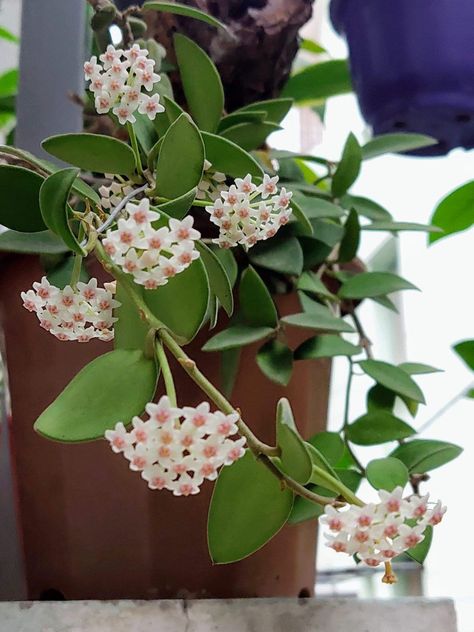 Hoya Nummularioides, Hoya Varieties, All Flowers, Plants, Flowers