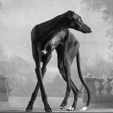 Dog Anatomy, Greyhound Art, Love My Dog, Grey Hound Dog, Hound Dog, Animal Figures, Black Dog, Animal Planet, Whippet