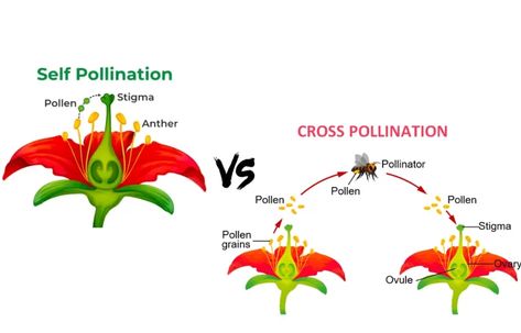 The types and methods of pollination in the plants Self Pollination And Cross Pollination, Pollination Diagram, Self Pollination, Plant Reproduction, Fertilization Process, Cross Pollination, Cell Organelles, Dreamy Gowns, Animal Cell