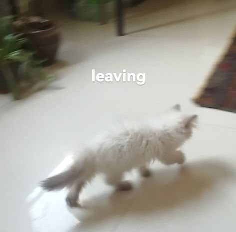 leaving Leave Reaction Pic, Im Leaving Meme, Cat Flipping You Off, Leaving Reaction Pic, Cat Reaction, Communication Cards, Reaction Pic, Im Leaving, Reaction Pics