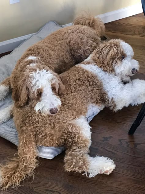 Nothing better than 2 red and white tuxedo BellaDoodles goldendoodles #miltonandgeorge Parti Goldendoodle, White Goldendoodle, Goldendoodle Grooming, Sleepy Dogs, Goldendoodle Puppies, Golden Doodles, Super Cute Puppies, Wire Fox Terrier, White Tuxedo