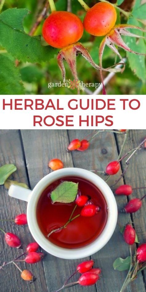 Rose Hips Benefits + How to Grow Them (and Use Them) Rose Hips Benefits, Rosehip Recipes, Herbal Guide, Wild Crafting, Medicinal Wild Plants, Gardening Herbs, Rosehip Tea, Wild Food Foraging, Garden Therapy