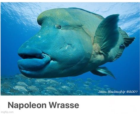 Humpback Wrasse.  -Bora Bora Napoleon Wrasse, Fish Gills, Napoleon Fish, Salt Water Fishing, Salt Water Fish, Gear 4, Wild Animals Pictures, Best Shots, Cute Small Animals