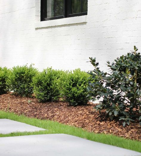 Choosing the Right Boxwood Shrub for Your Landscaping - Plank and Pillow Boxwood Bushes In Front Of House, Bushes In Front Of House, Boxwood Bush, Boxwood Landscaping, Shrubs For Landscaping, Types Of Shrubs, Box Wood Shrub, Farmhouse Landscaping, Front Landscaping