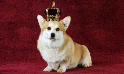 Queen Elizabeth Corgi, Queen's Corgis, Royal Corgi, Queens Corgis, Queen Elizabeth Photos, Corgi Names, Dog Died, Corgi Mix, Queen Love