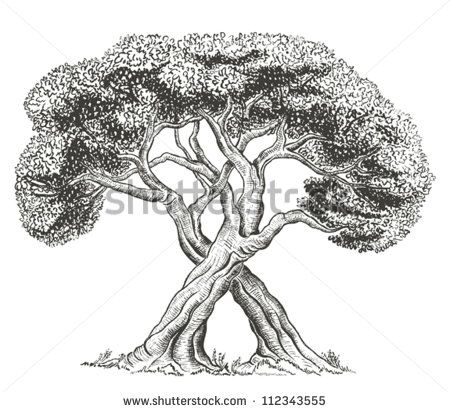 Intertwined Trees Stock Photos, Images, & Pictures | Shutterstock Tree With Roots Drawing, Trees Intertwined, Intertwined Trees, Roots Drawing, Tattoo Care Instructions, Art Outline, Full Tattoo, Realistic Temporary Tattoos, Custom Temporary Tattoos