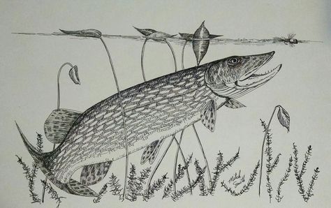 Northern Pike illustration in pen and ink. Pike Tattoo, Ink Fish Drawing, Fishing Drawings, Pen Fish Drawing, Pike Illustration, Northern Pike Drawing, Pike Art Fish, Drawing List, Drawing Fish