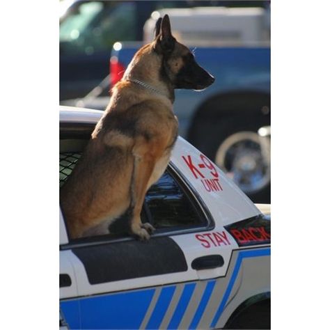 Pretty much how my Mali is in the window German Shepherd Police, Black And Tan German Shepherd, Tan German Shepherd, Berger Malinois, Dog Hero, Military Working Dogs, Malinois Dog, Police K9, Police Dog