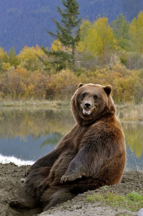 Very Dangerous Animals If Provokes:  After digging for nearly 30 minutes, this huge male grizzly decided to take a break. Rather than backing out of his hole entirely he sat down, lifted his body up and looked right at me. Although panting from all of his hard work, it looks like nothing but a huge ol' smile!    Location: Girdwood, Alaska Grizzly Bears, Animal Wildlife, Love Bear, Grizzly Bear, Happy Animals, Animal Planet, Animal Photo, Brown Bear, Animals Friends