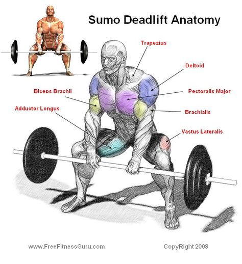 anatomy of exercise  | Body Building Anatomy > Leg Exercises >Sumo Deadlift Anatomy Sumo Deadlift, Best Leg Workout, Gym Plan, Bodybuilding Program, Hardcore Workout, Leg Exercises, Killer Workouts, Gym Tips, Gym Routine