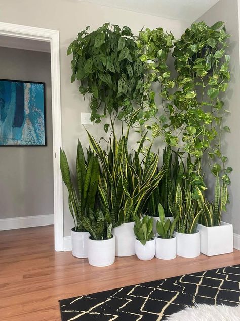 Bathroom Plants Decor, Balcony Plants, Garden Decor Projects, Inside Plants, Growing Plants Indoors, Plants Decor, Bathroom Plants, Plant Decor Indoor, House Plants Decor