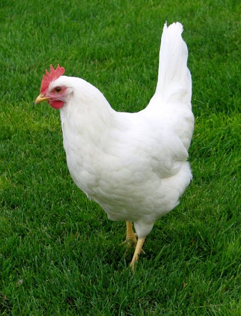 Cream Legbar Chickens, Leghorn Chickens, Caesar Chicken, Best Egg Laying Chickens, Chicken Images, Beautiful Chickens, Chicken Zucchini, Garlic Butter Chicken, Egg Laying