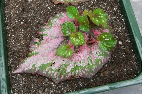 Propagating begonia - rooted leaf begonia cuttings Begonia Leaf, Taman Air, نباتات منزلية, Plant Propagation, Home Vegetable Garden, Plant Cuttings, Propagating Plants, House Plants Indoor, Indoor Gardening