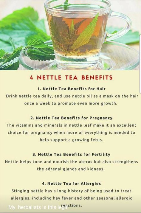 Nettle Tea Benefits, Nettle Tea, Nettle Leaf, Tomato Nutrition, Calendula Benefits, Coconut Health Benefits, Stomach Ulcers, Natural Antibiotics, Benefits Of Coconut Oil